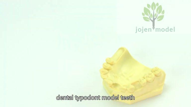 Plain Teeth China Best Supplier,dental teeth model China Best Manufacturer,