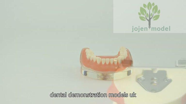 dental school models China High Quality Supplier,Dental Typodont China Best Supplier