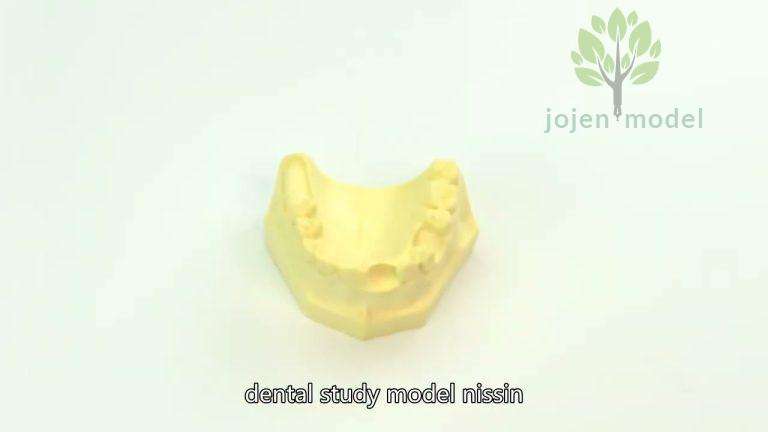 dental model with removable teeth China Manufacturer,Dental Demonstration Models price China Company