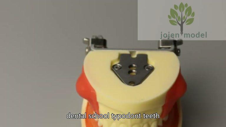 teeth models for teaching China High Quality Factory,Demo Dental Typodont,dental school models,