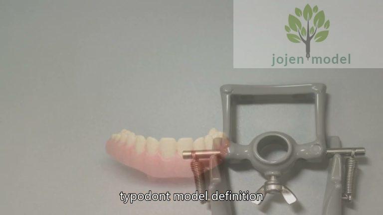 dental education model China High Quality Manufacturer,Dental 200 Series China High Quality Company,