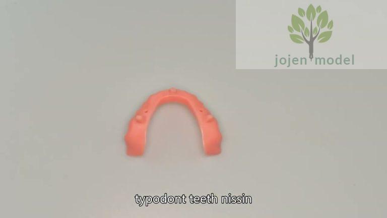 Dental Demonstration Models China High Quality Company,Plain Teeth price China Factory,dental school