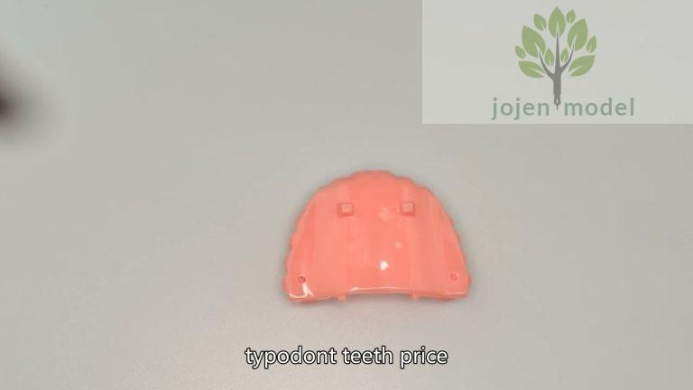 teeth models for education China High Quality Factory,dental school models price China Factory,