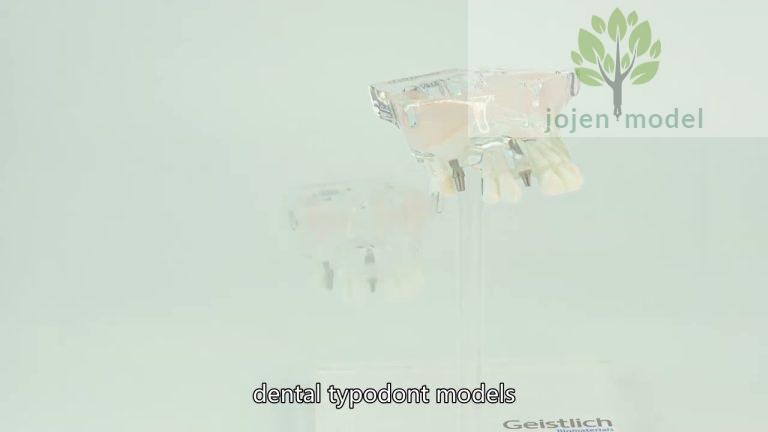 paradigm dental demonstration models China Best Company,dental practice models China Best Factory,