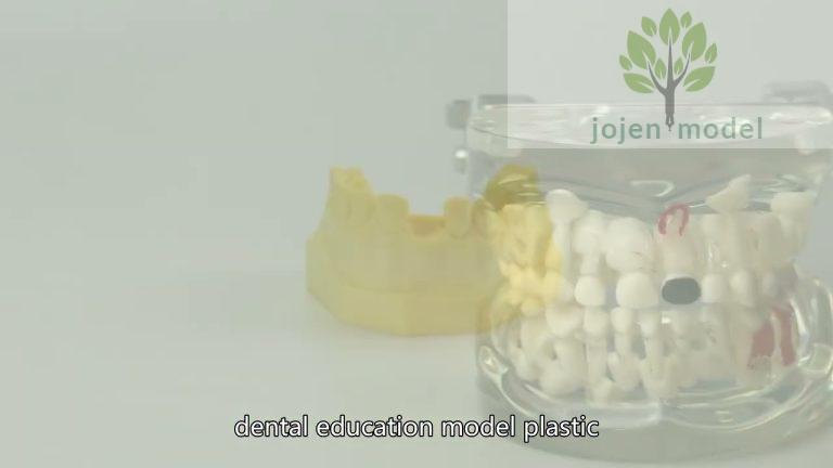 Typodont Tooth Model China Best Supplier,Dental Typodont price China Company,