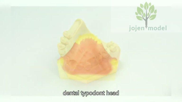 Demo Dental 200 Series,dental hygiene typodont,dental demo models China High Quality Manufacturer,