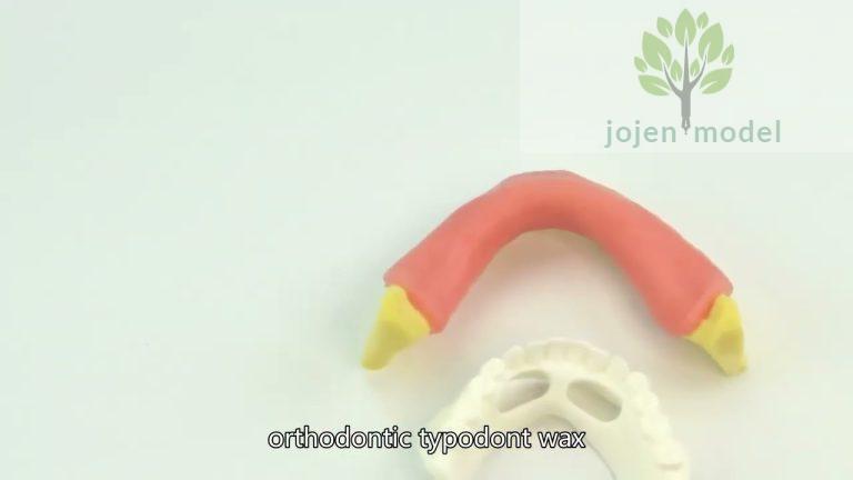 dental typodont head,Demo dental model with removable teeth,Dental Demonstration Models China Best