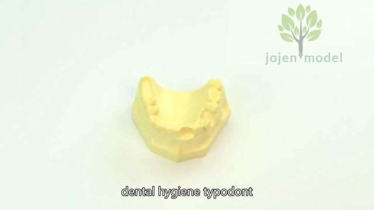 price of dental teeth model,dental demo models China customize,China High Quality Company,