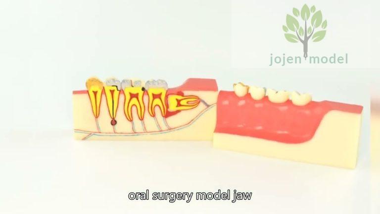 3d typodont model,dental teaching models China Best Company,dental education model China Factory