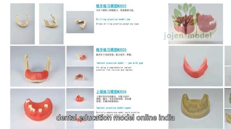 Dental study model China Best Manufacturer,paradigm dental demonstration models price China.