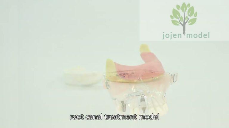 Dental 200 Series China custom,dental articulated model price China Supplier,typodont teeth price.