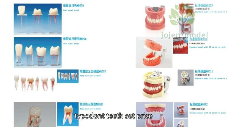 Typodont Teeth China High Quality Supplier,dental practice models China Best Manufacturer,