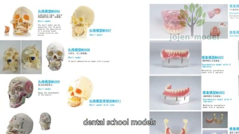 dental implant 3d model China Best Supplier,crown and bridge demo model China Best Manufacturer,