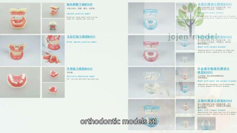 dental model China customize,Plain Teeth China Best Factory,dental model China High Quality Company,