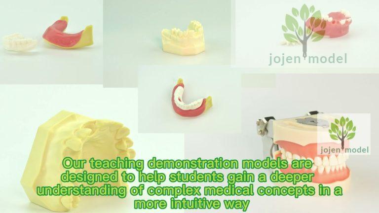 Jojen model’s company introduction,Medical Education Model china manufacturer.