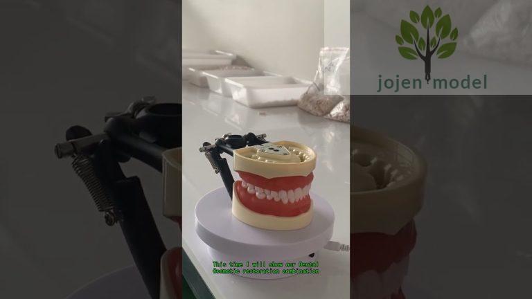 Orthodontic Occluder Articulator Manufacturer in China,tooth model anatomy China wholesaler.