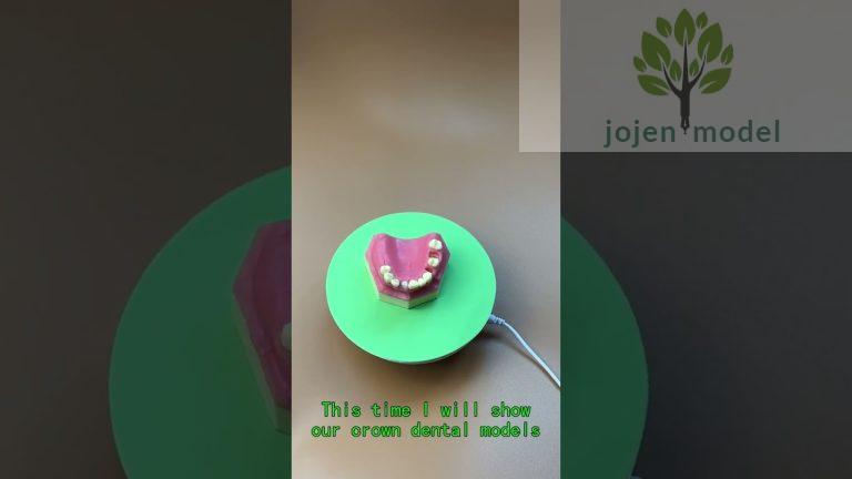 Denture model Manufacturer in China,Veterinary Dental Models Manufacturer in China.