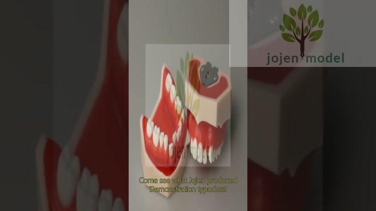 dental model for patient education Manufacturer in China,Dental Oral Teeth Anatomy Models China.