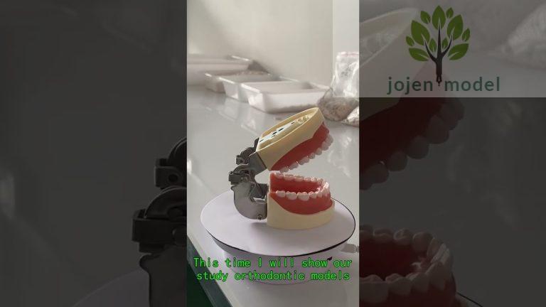 cracked tooth model China Factory,dental typodont jaw China Factory,Denture model China customize.