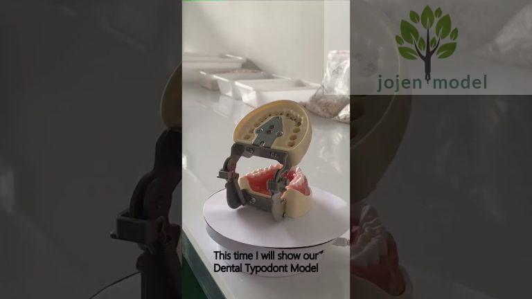 dental teaching models China customize,28 teeth model in hard resin China Factory.