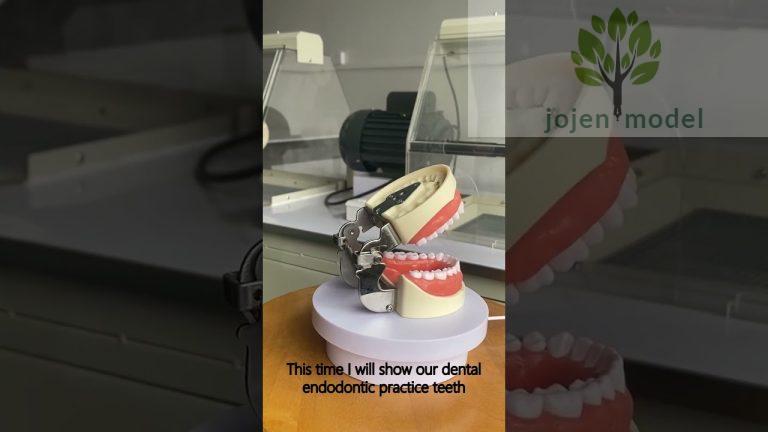 dental pulp study model China customize,typodont demonstration teeth model China Factory.