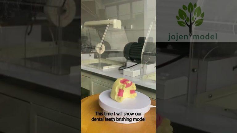 Ortho Eruption Models China wholesaler,periodontal disease model Manufacturer in China.