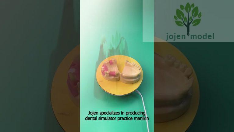 periodontal model study China Factory,Dental Mold Model Former Base Small Upper & Lower Manufacturer