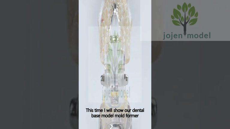 dental x-ray manikin China customize,root canal biofilm model Manufacturer in China.