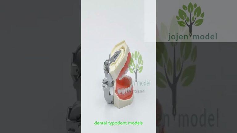 implant model training china manufacturer,dentulous and edentulous cast china manufacturer.