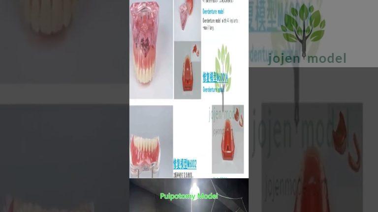 Dental Typodont Model china manufacturer,Endodontic Treatment Models china manufacturer.