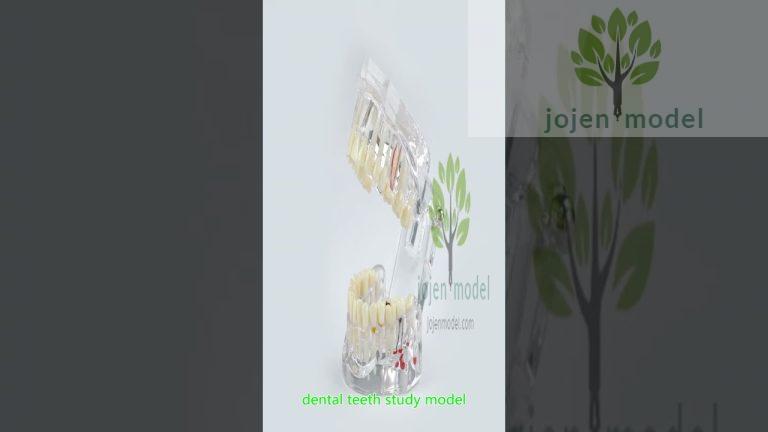 Oral surgery Model china manufacturer,nissin periodontal models china manufacturer,china company.