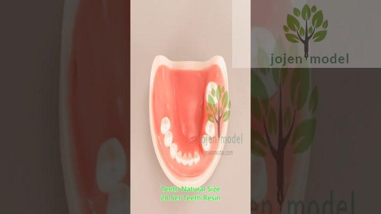 Study Model With Removable Teeth china manufacturer,china customize.