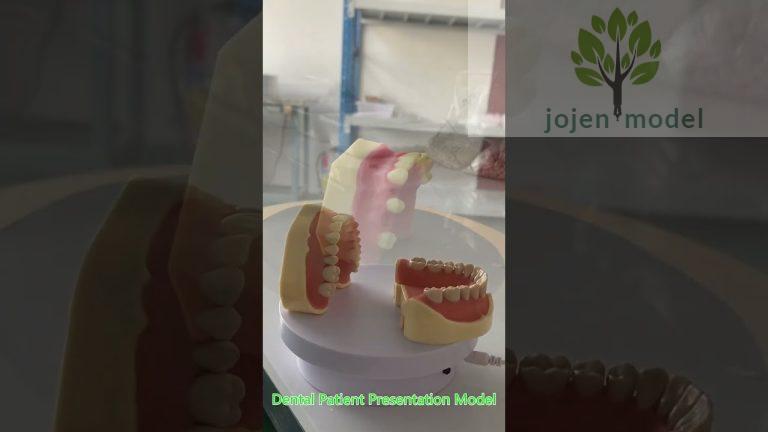 dental pulp study model china manufacturer,Replacement Teeth For Typodont china manufacturer.