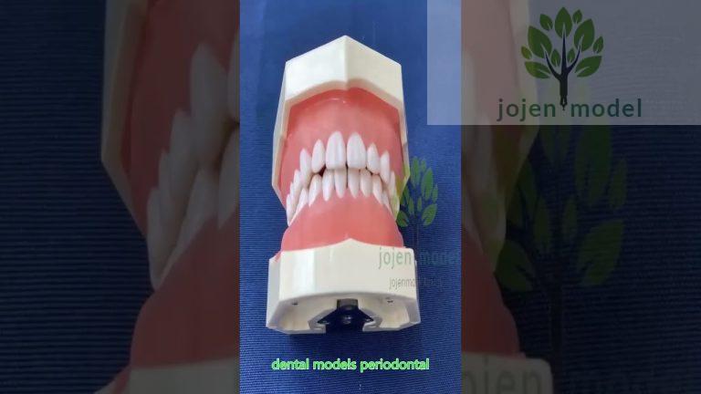 Mandibular Study Model china manufacturer,Dental Typodonts Articulators china manufacturer.