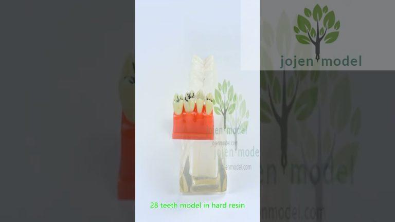 2.5X Size Anatomical Tooth Model china manufacturer,china factory.