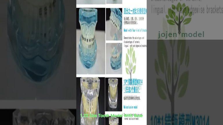 Dental Typodonts china manufacturer,Pathological Study Model china manufacturer,china company.