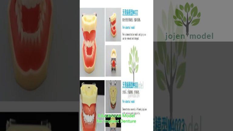 Malocclusion Models china manufacturer,columbia dentoform manikin china manufacturer.