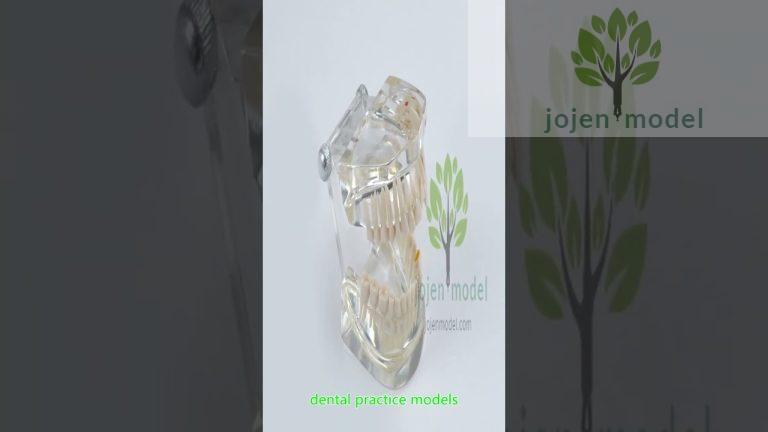 typodont tipo columbia china manufacturer,ModuPRO One Replacement Tooth china manufacturer.