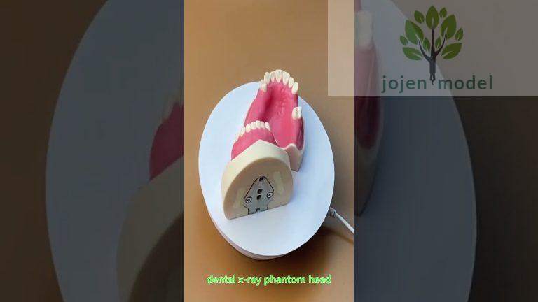 Single Central Tooth Implant 2 Parts china manufacturer,china customize.