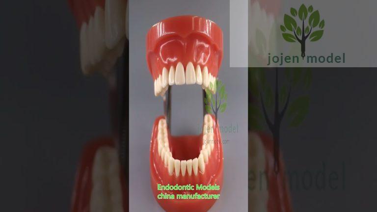 root canal tooth model china manufacturer,tipodonto columbia dentoform china manufacturer.