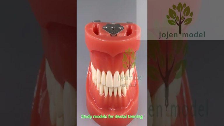 Tooth Extraction Manikin Model Simulator china manufacturer,china customize.