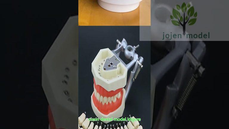 Dental Mandible Model For Implant Training china manufacturer,china factory.