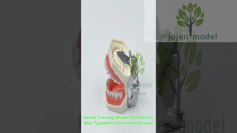 Nissin Dental Models china manufacturer,orthodontic typodont models china manufacturer.