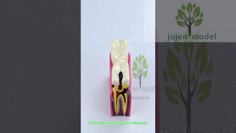 implant model dental china manufacturer,Denture model Wax Typodonts china manufacturer.