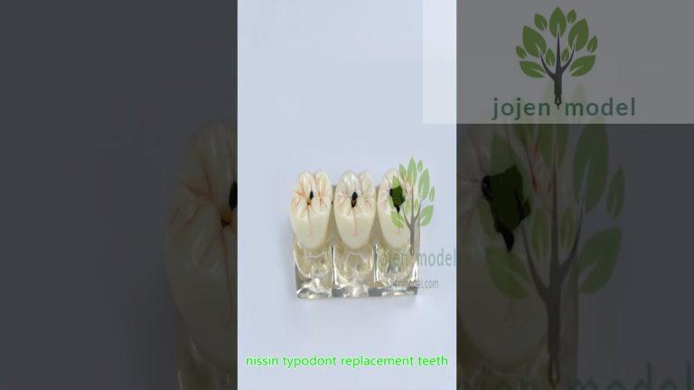 Columbia Dentoform china manufacturer,restoration dental models china manufacturer,china supplier.