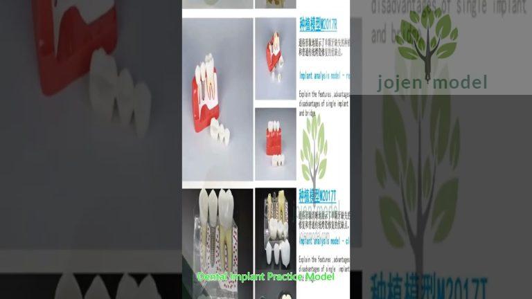 Soft Gingiva Jaw Model (Mixed Dentition) china manufacturer,china customize.