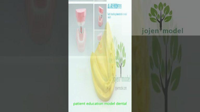 Demonstration typodont china manufacturer,Dental Implant Practice Model china manufacturer.