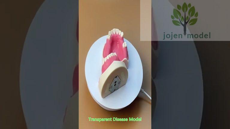 dental model rubber plaster former china manufacturer,china customize.