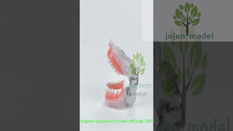 Nissin Advance Periodontal Study Model china manufacturer,china customize.