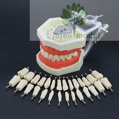 The best dental manikin for your dental practice.